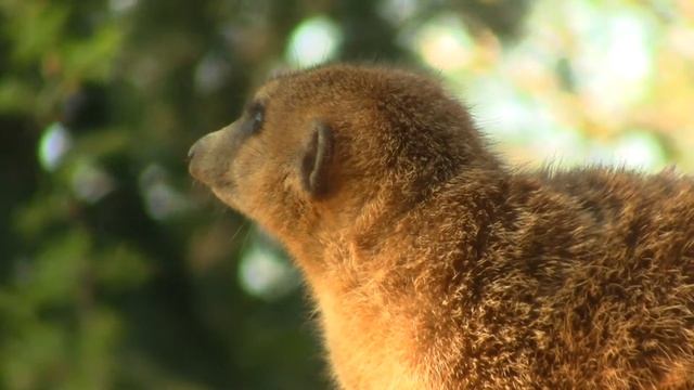 Meerkat or Suricate (Suricata suricatta) / Erdmännchen, auch Surikate oder Scharrtier [3]