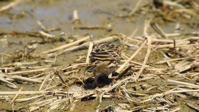 1091026大園溼地冬候鳥赤喉鷚 (Anthus cervinus)覓食記錄