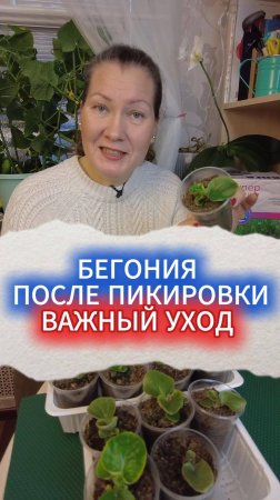 РАССАДА БЕГОНИИ ПОСЛЕ ПИКИРОВКИ, УХОД