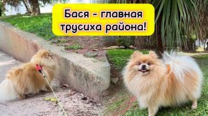 Бася - главная трусиха района!