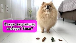 Какую вкусняшку выберет Бася?