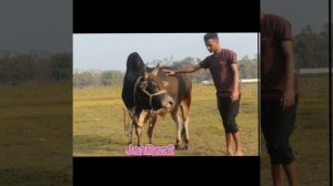 Janbaz Family |Bishwanath Sylhet | 3 Fighter Bull 2021