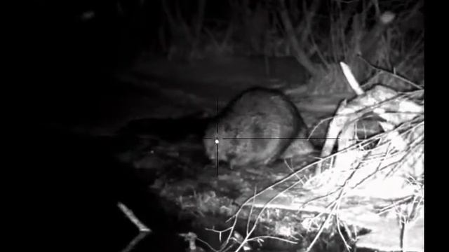 DIGEX N455 смотреть онлайн