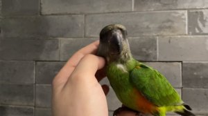 Сенегальский попугай, Жора 25042022