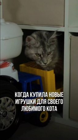 Котики тоже любят игрушки! Или нет...