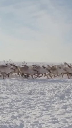 📍Свадебные традиции ненцев