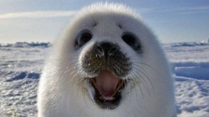 Как легко и быстро нарисовать тюленя