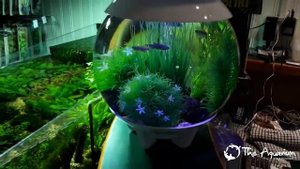 BiOrb HALO 15 Tank Review 2016