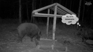 Кабаны. Кормушка раздора