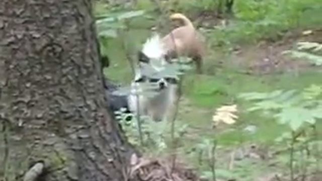 Лесные братья))) смотреть онлайн