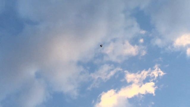 #Pigeons.Чем отличаются породы голубей друг от друга.