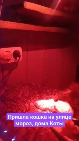 Что делать, если такое случилось #кошка #коты #животные #киски #котики