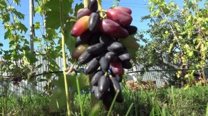 Виноград Могучий 2024г.