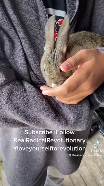 Undercover the Rabbit #explore #POV #dayinmylife