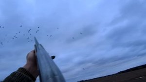 ДОБЫЛИ 46 ГУСЕЙ.ОХОТА НА ГУСЯ.12.04.2024 Беларусь Витебская область