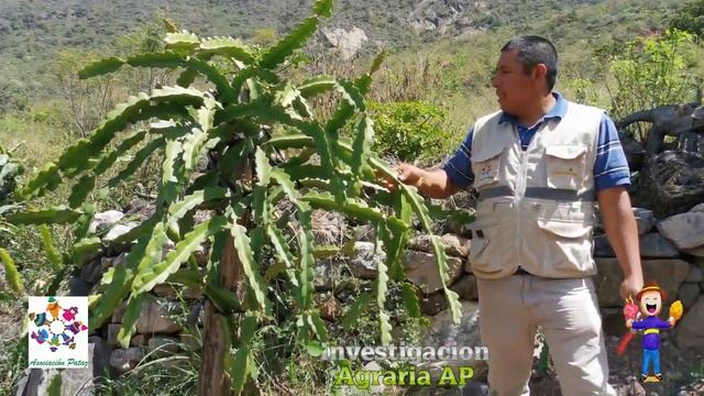 ✔️Parcela de PITAHAYA Var American Beaty 2022 en PATAZ смотреть онлайн