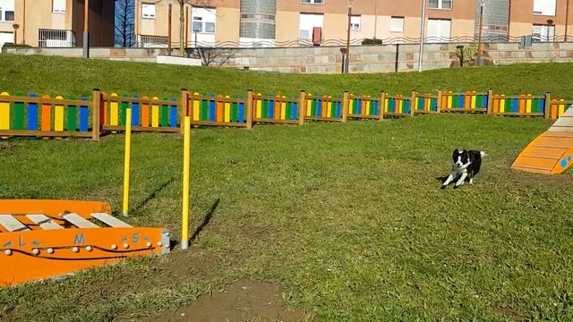 Border collie Sua sin enseñanza su primer dia en un agility смотреть онлайн