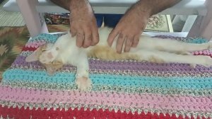 Без кота жизнь не та