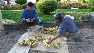 Ripe bananas are very expensive in the city. not enough to sell. Robert | Green forest life