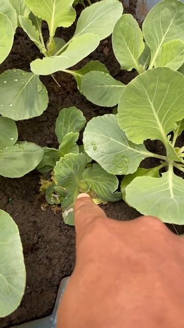 It’s too crowded in there! 😩🥬 #short #youtubeshorts #gardentour смотреть онлайн