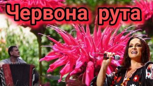 Червона рута - С. Ротару(кавер на баяне)