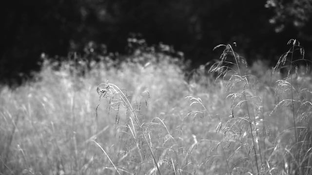 Ay Laçın - YUSIF SAVALAN - ay lachin смотреть онлайн