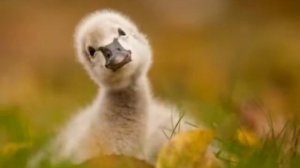 Чиройли олинган суратлар туплами. Подборка красивых снимки.