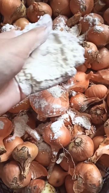 #хитрости ХРАНЕНИЯ ЛУКА #совет ЛУК ХРАНЮ ТОЛЬКО ТАК и всем советую 👍 смотреть онлайн