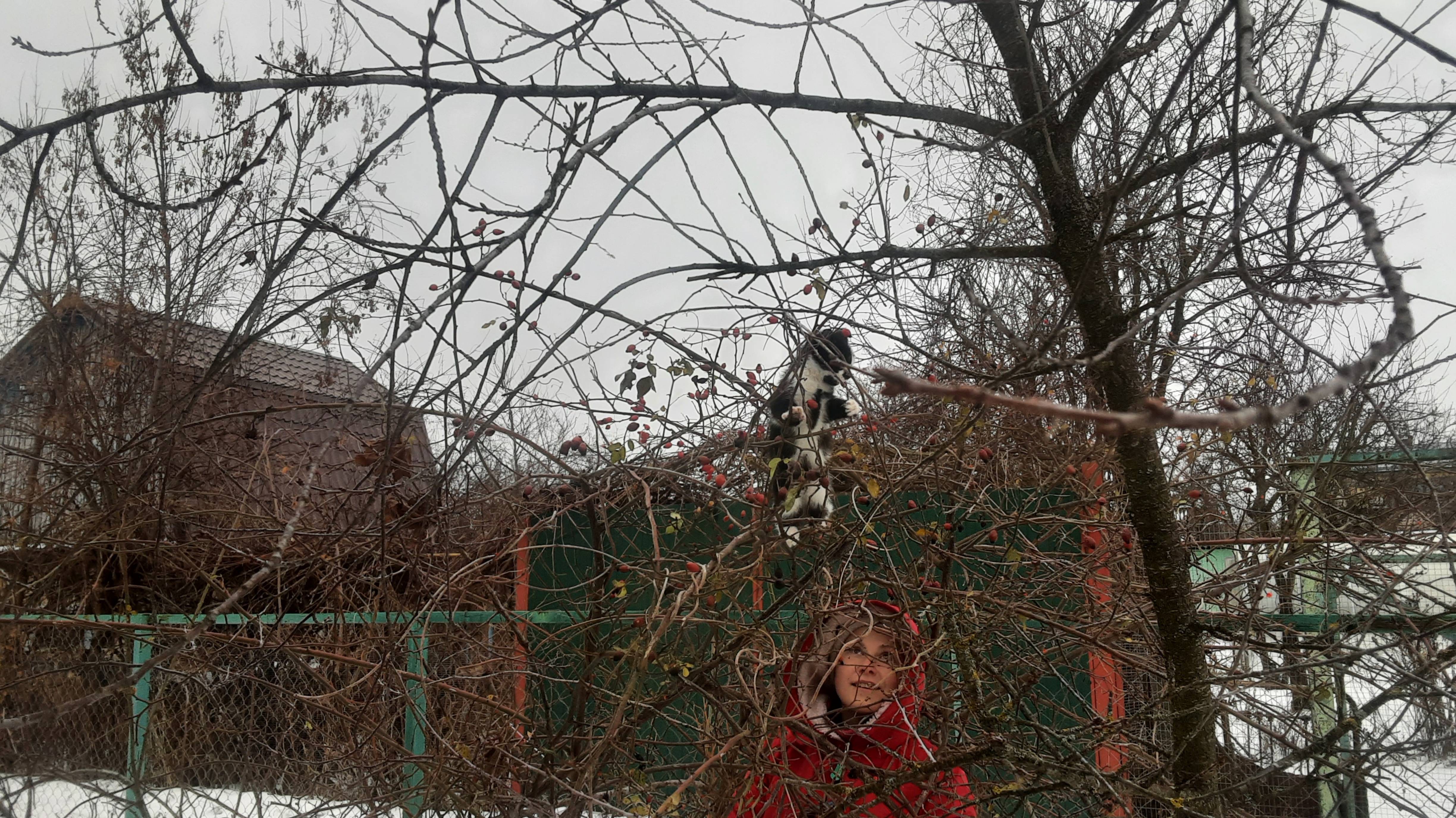 Домашний майонез "Горчичный", напиток из шиповника, калина как лекарство
27.01    20025г