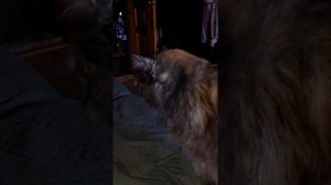 1000209087.mp4
27.01.25.
Соня.
 Прогулка за окном