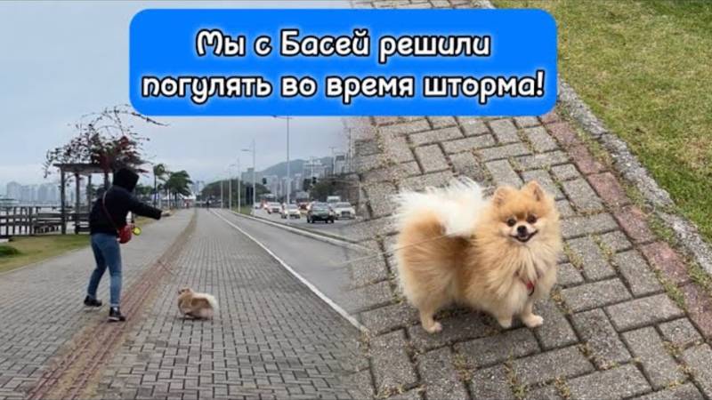 Мы с Басей решили погулять во время шторма!
