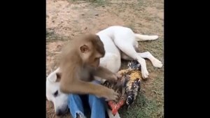 обезьяна, собака и петух