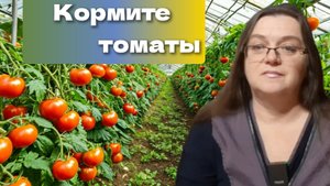 Удобрения. Примерная схема подкормок томатов на весь сезон