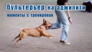 Аджилити с бультерьером. Разные моменты с тренировок.