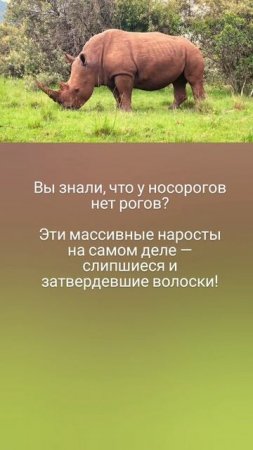 Носороги без рогов: правда или вымысел? 🤗🌿🦏