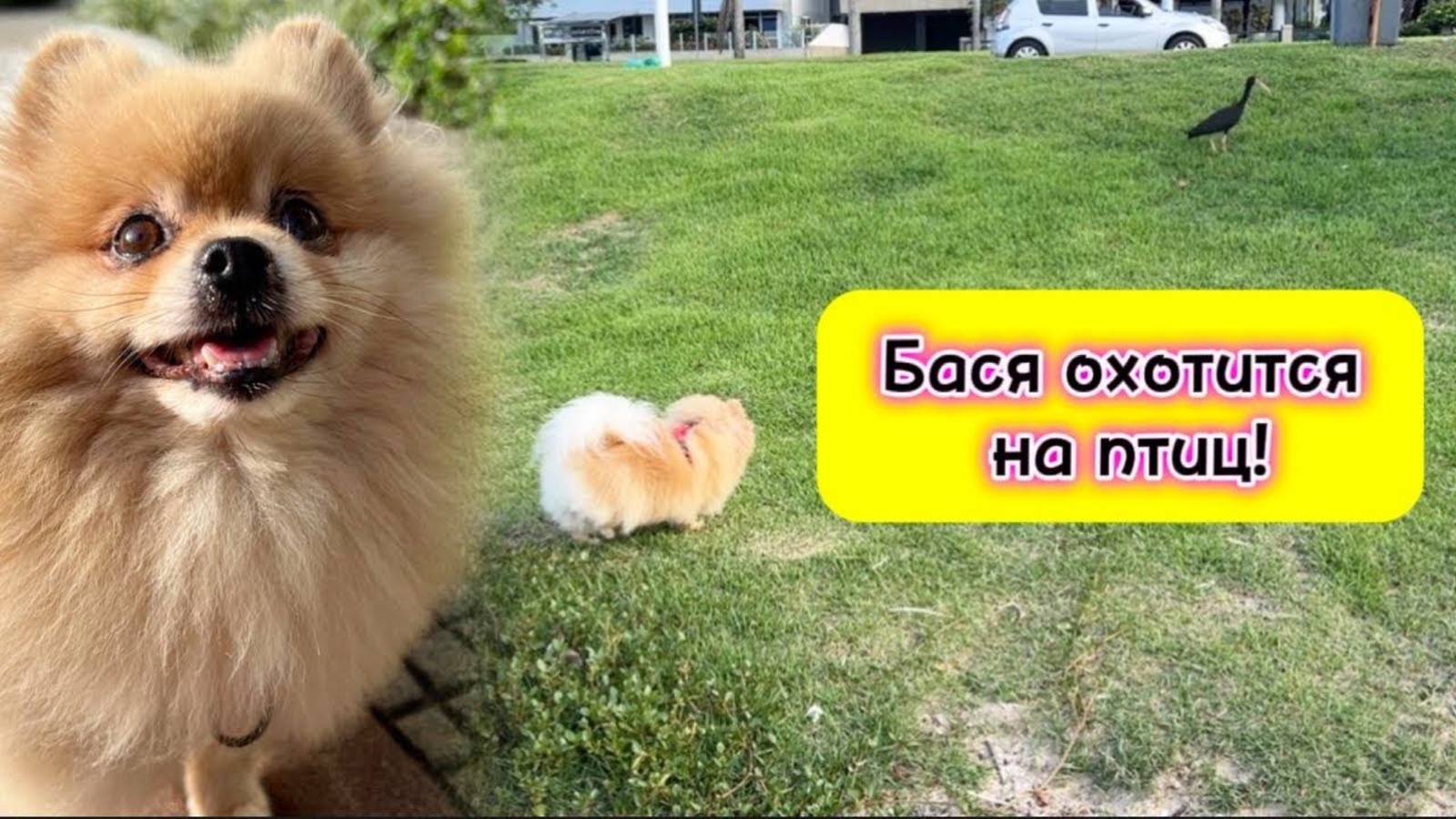 Бася охотится на птиц!
