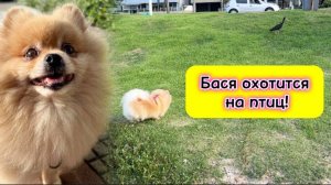 Бася охотится на птиц!