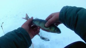 27-01-2025 поездка за окунем