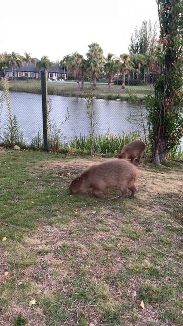 Капибары в окрестностях Буэнос Айрес. #Аргентина #argentina #capibara #буэносайрес #капибара