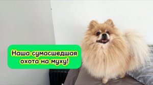 Наша сумасшедшая охота на муху!