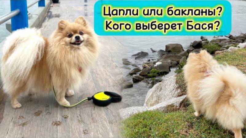 Цапли или бакланы? Кого выберет Бася?