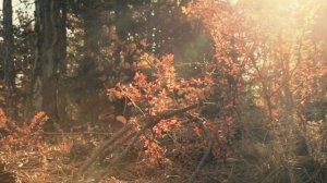 "Как же так случилось?" Мотивирующие стихи. (Читает игумен Валерий Ларичев)