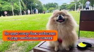 За один вечер Бася побывала в двух «собачьих» местах!