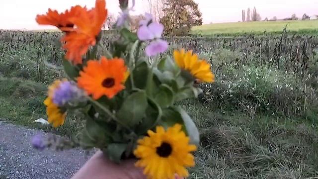 Букетик с осеннего поля...а сколько света и радости от него ! 🤗 Самая настоящая " цветотерапия "🙏🥰