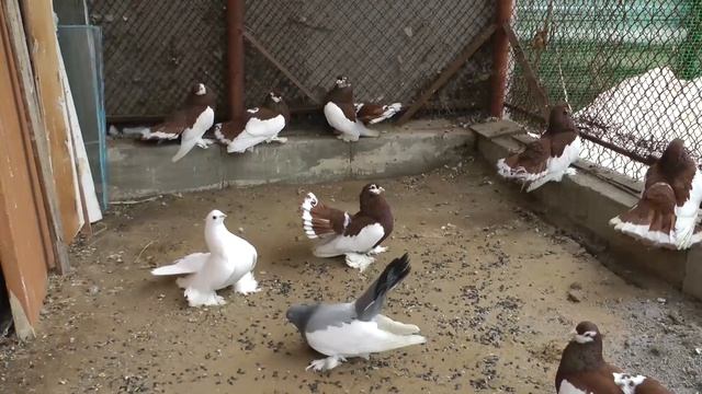 Волжские ленточные Чебуняева В.И.Volzhskiy lentochniy owner Chebunyaev Vyacheslav Russia