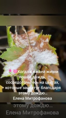 Дождь пошёл, благодари........
Елена Митрофанова