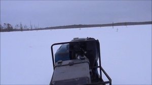 Северный лесной олень