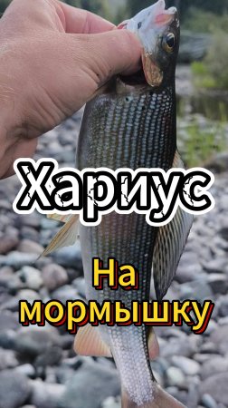 Хариус на мормышку