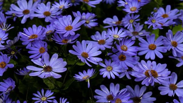 Красивое поздравление с днем рождения! * Шикарное поздравление с днем рождения смотреть онлайн