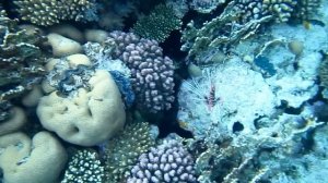 Крылатка радиальная. Красное море. Шарм-эш-Шейх. Шаркс-Бей. 2024